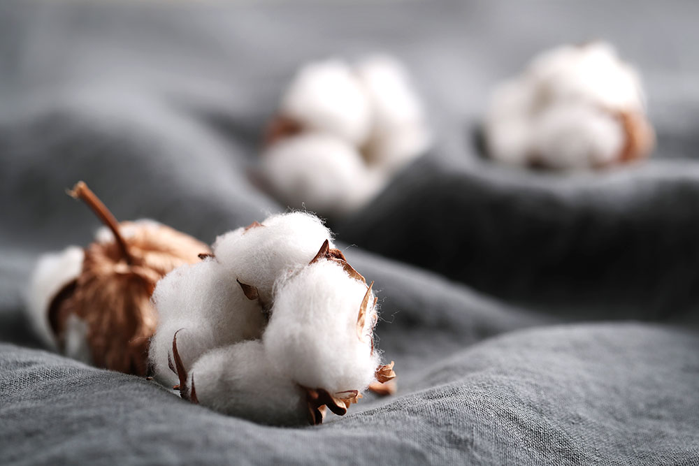 Sợi cotton sử dụng trong dệt vải