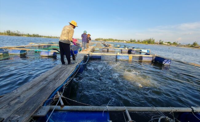 Sodium Thiosulfate Trong Nuôi Trồng Thủy Sản: Giải Pháp An Toàn và Hiệu Quả